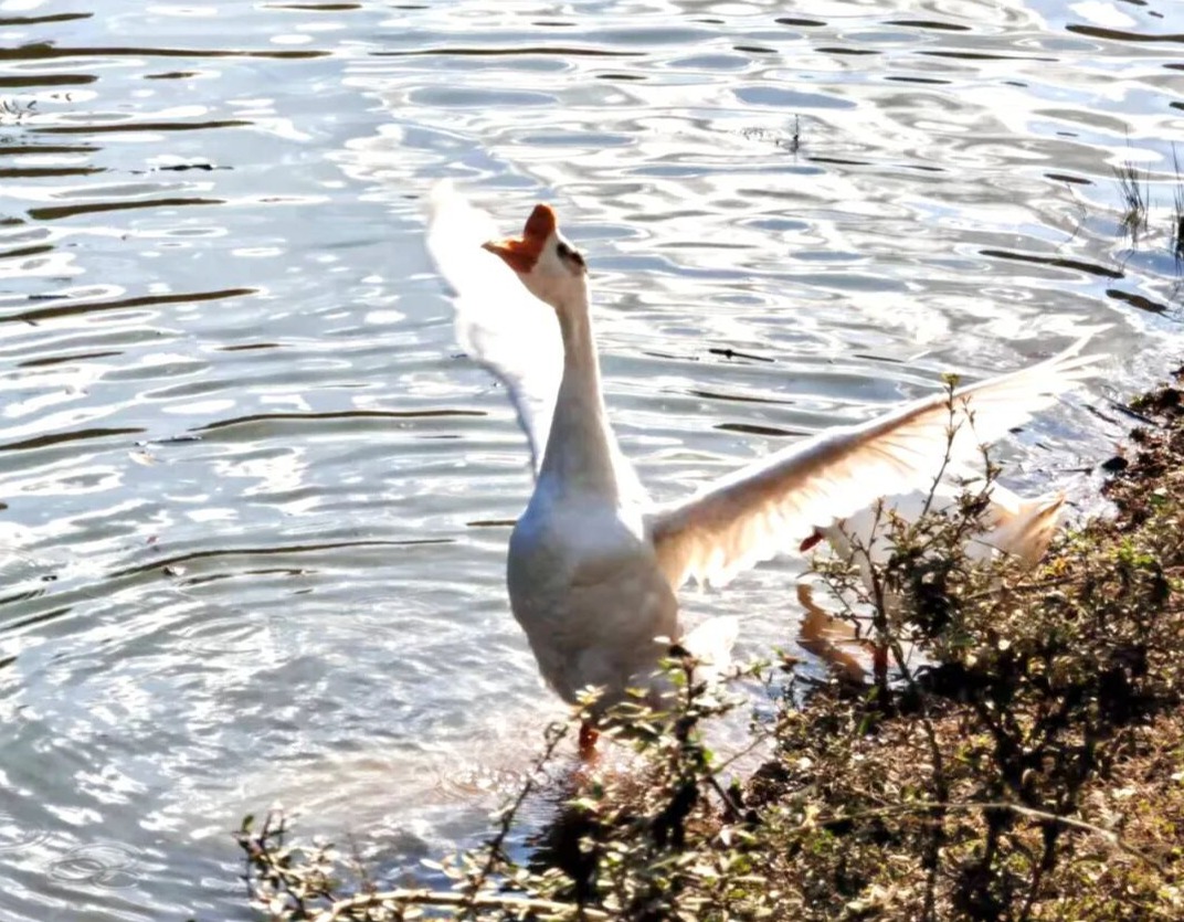 大美竹溪丨一腳踏三省！這個被低估的寶藏地藏著最浪漫的秋