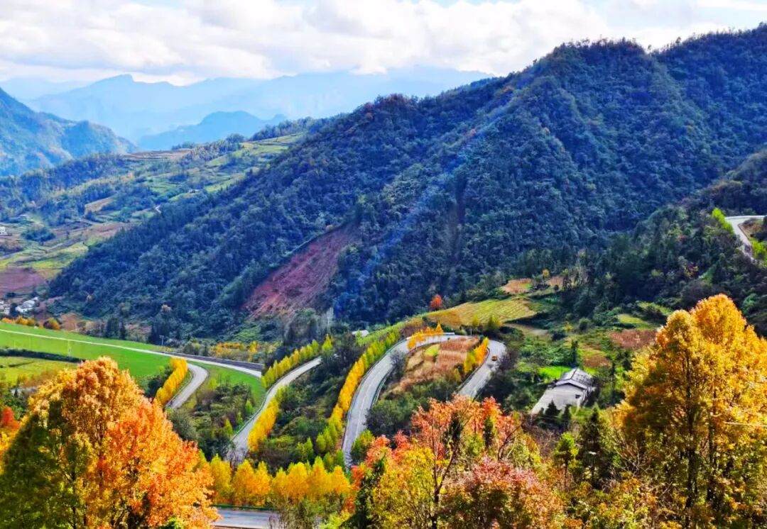 大美竹溪丨超絢爛！初冬的營盤山含“金”量飆升！