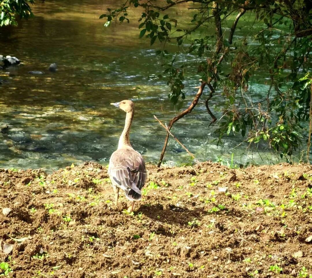 竹溪境內首次拍到國家二級保護動物豆雁