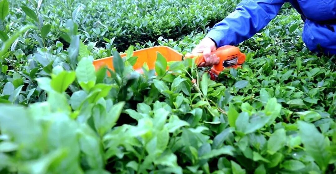 鄉村振興故事丨冬管蓄力！竹溪茶園靜待來年春茶飄香