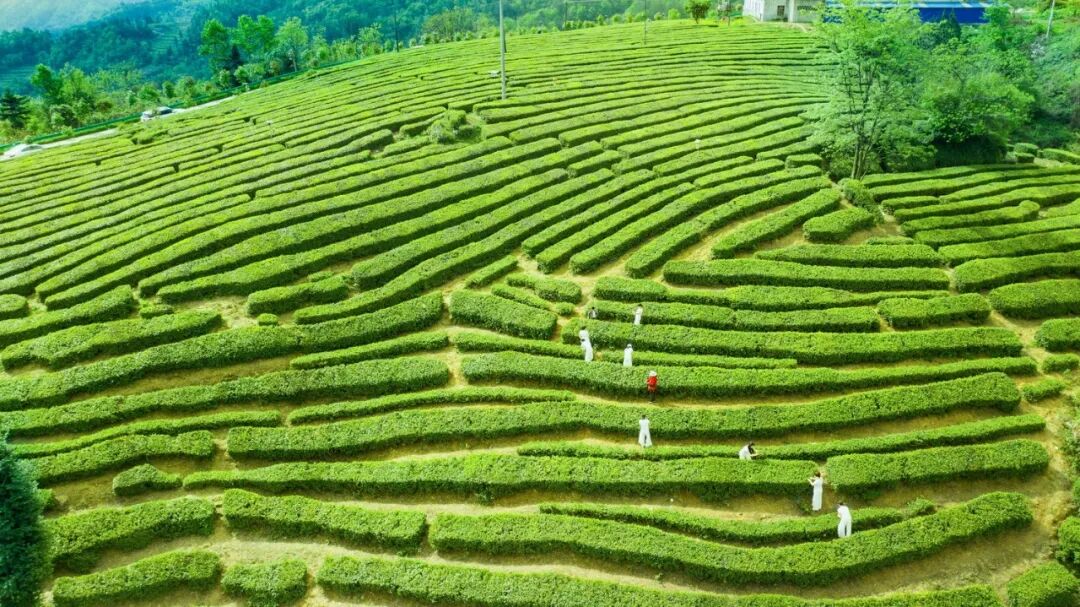 服務建支點丨提速競跑！竹溪這座“超級工廠”迎來新進展