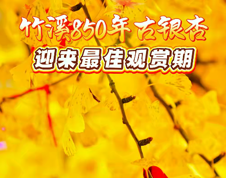 竹溪850年古銀杏樹迎來最佳觀賞期