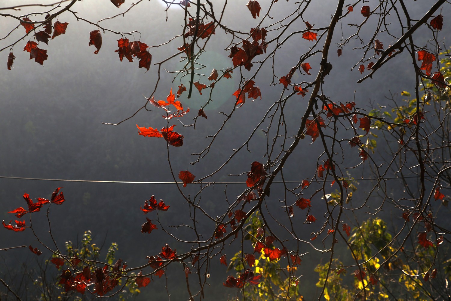 1701161236675452.jpg IMG_6317.jpg