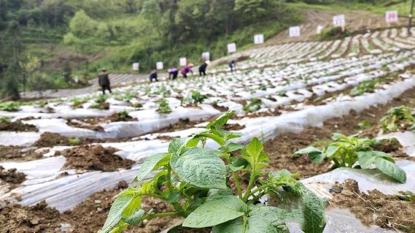 1736663302644921.jpg f765ee86a5ec20e19aaae1236f29f3a7_06992cce35198d1d6a13f164d467e8aa_副本.jpg