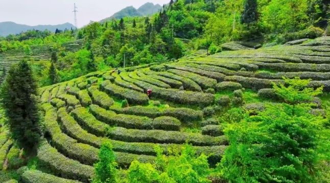 1747364196481351.png 微信截圖_20250516105520.png